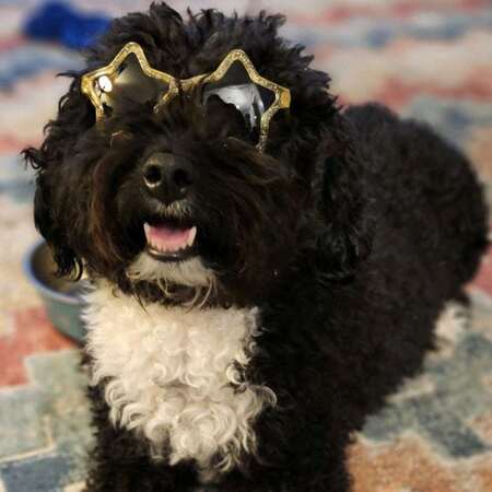 Gonzo