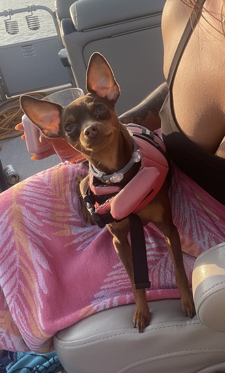 Polly pocket 