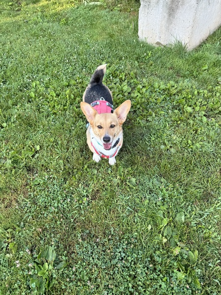 Taro