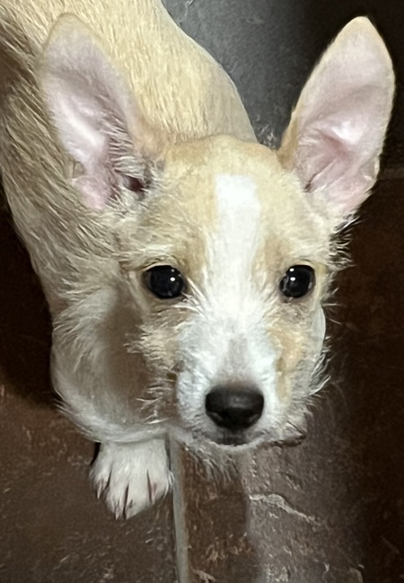 Delilah