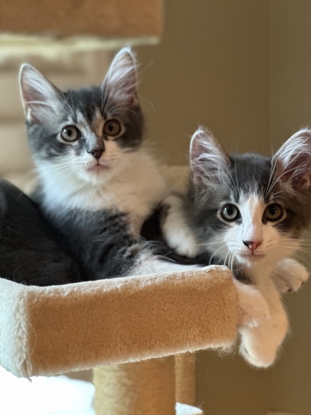 Gizmo and Sparky
