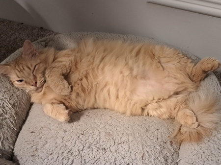 Wheezer