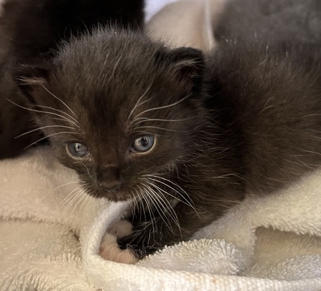 Baby kitten