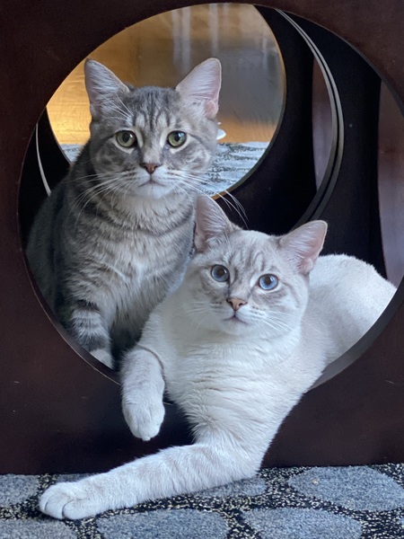 Frosty and Furball