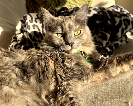 Willow
