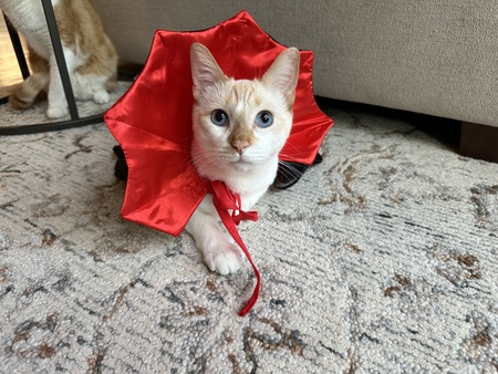 Omar the Vampire