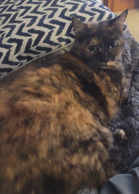 Nova