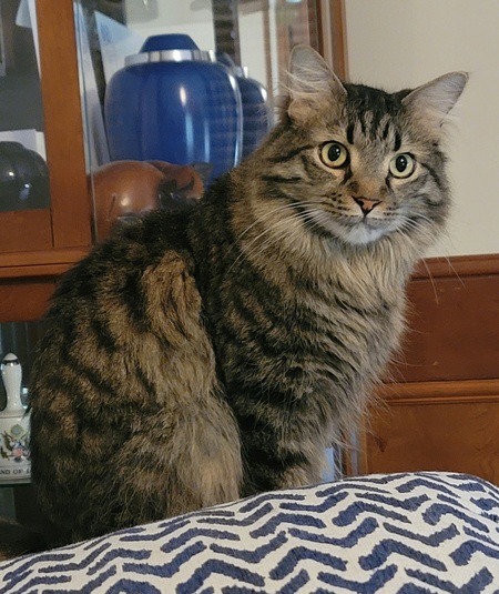 Clyde