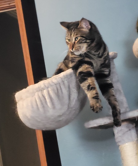 Loki
