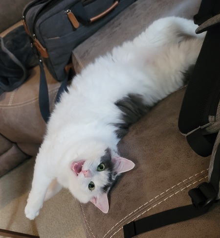 Piper