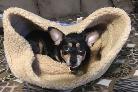 Ted