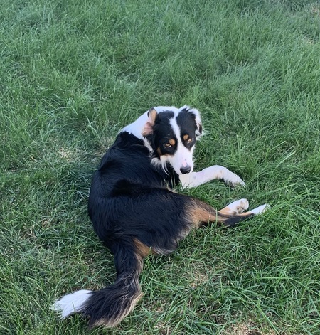 Bailey