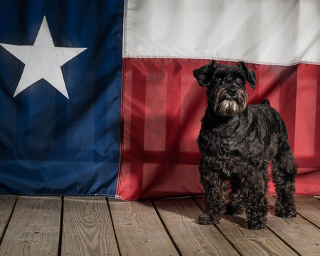 The Star of Texas