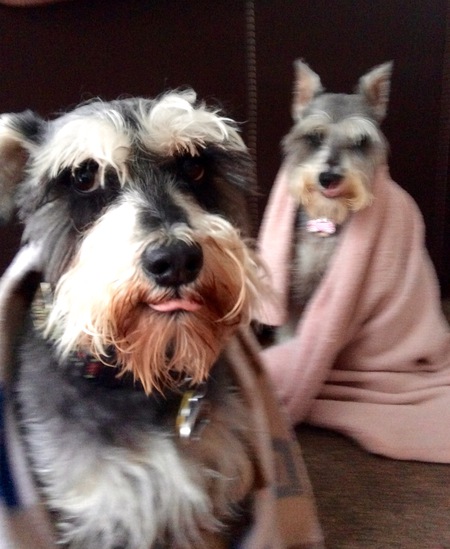 Rocky Ray and Bailey Magnolia 