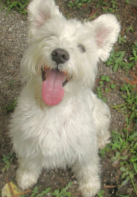 Oliver (formerly known as Cooper Ray)