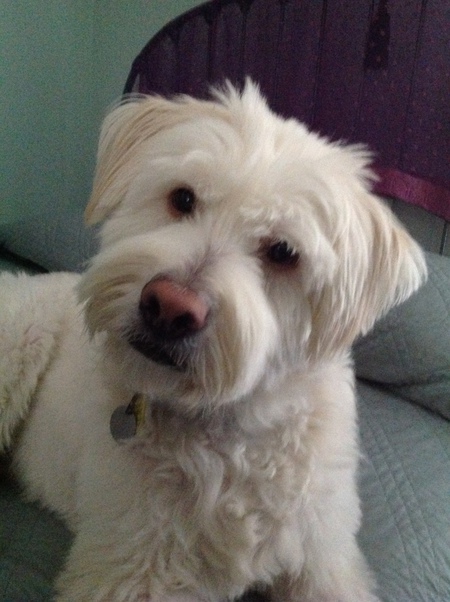 cooper