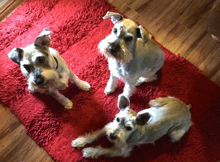 Ivan Charlie and Schultzie