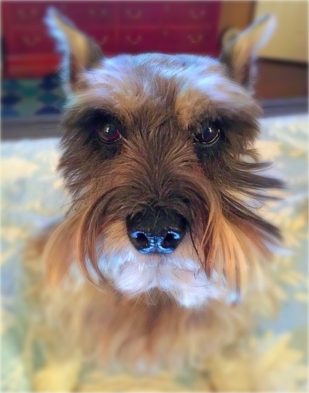 Dixie