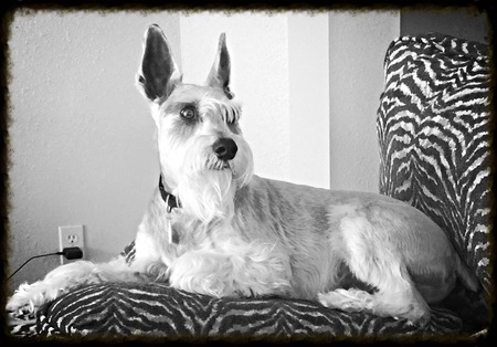 Bailey