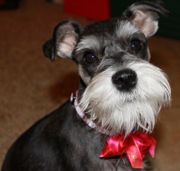 miniature schnauzer rescue near me