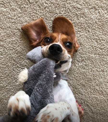 Tippy Julia Azzolina