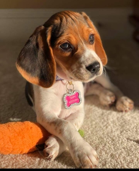 Tippy Julia Azzolina