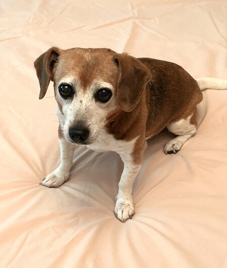 Daisy