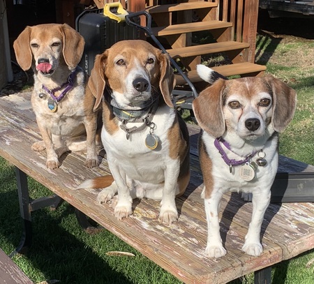 Daisy, Bodhi, & Dixie Lou