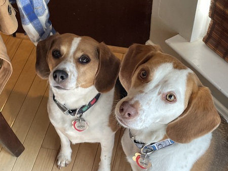 Pepper and Phoebe