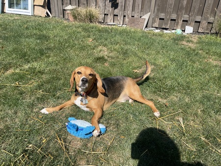 Dane