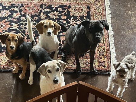 Hope, Archie & Ruby
