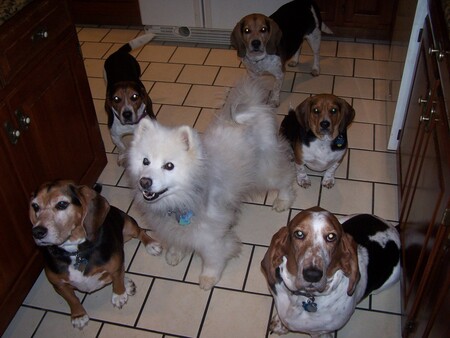 Coffee Bean and Finn and two long ago fosters