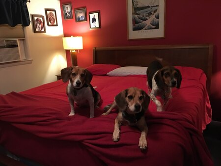 Yogi, Annie and Buck