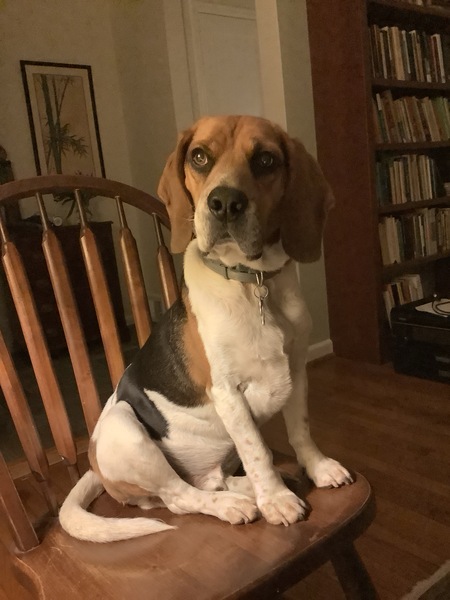 Rufus