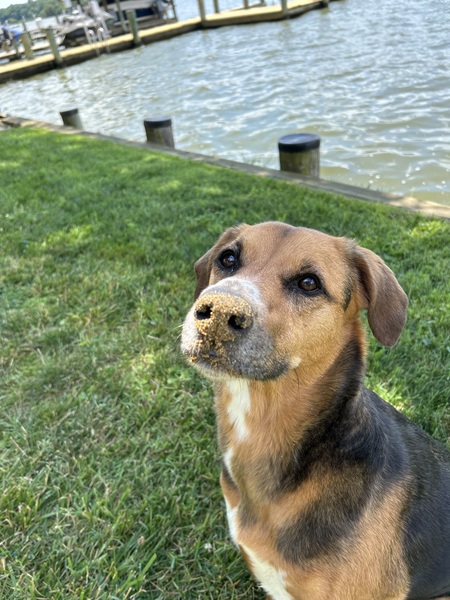 Angus aka Biscuit aka Goosey 