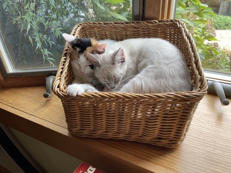 Jellylorum & Mr Mistoffelees, catnap contentment