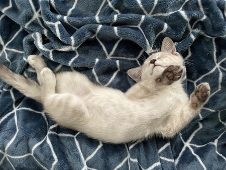 Mr. Mistoffelees (aka Misto)  - Serene slumber