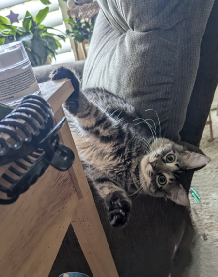 Miss Wicket