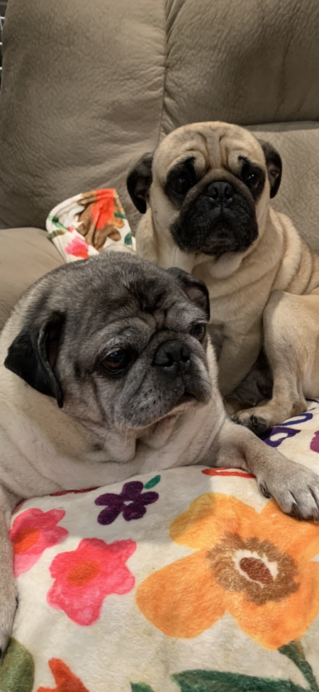 Brody & Odie