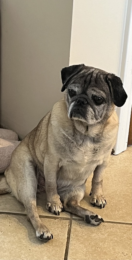 Gigi