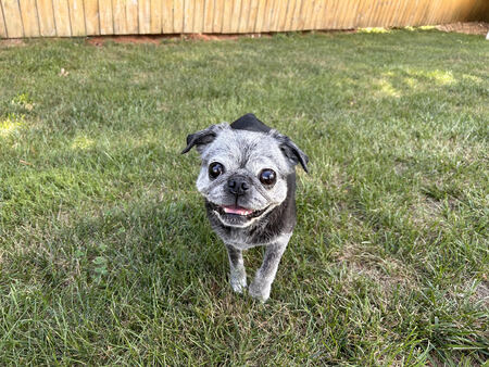 Dixie
