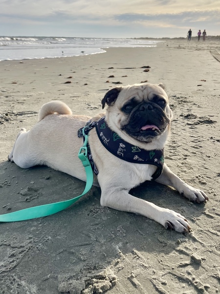 Edgar Allan Pug
