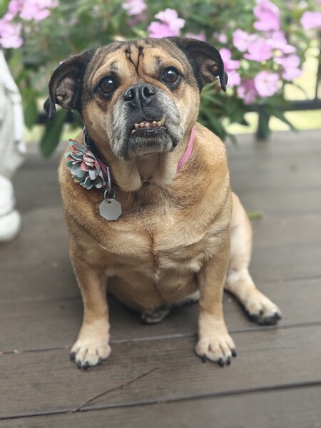 Bessie 