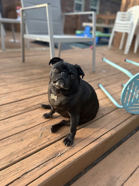 Peppa Pug