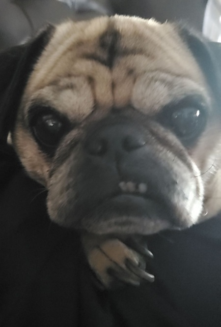 Sampson 