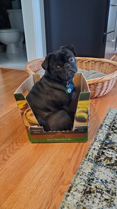 Gus