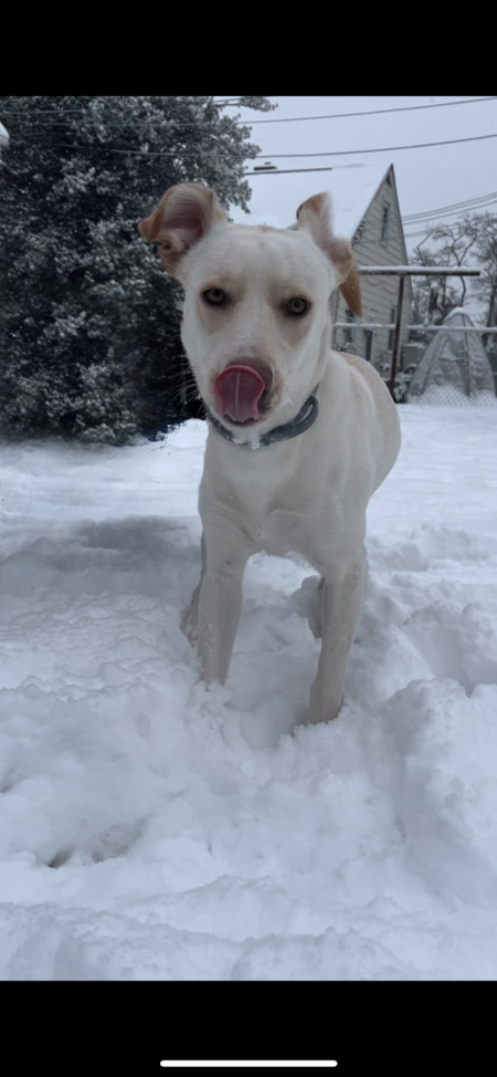 Maya