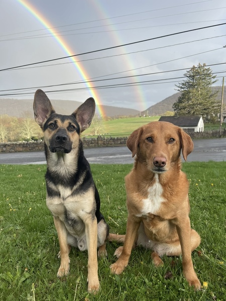 Harper and Ranger