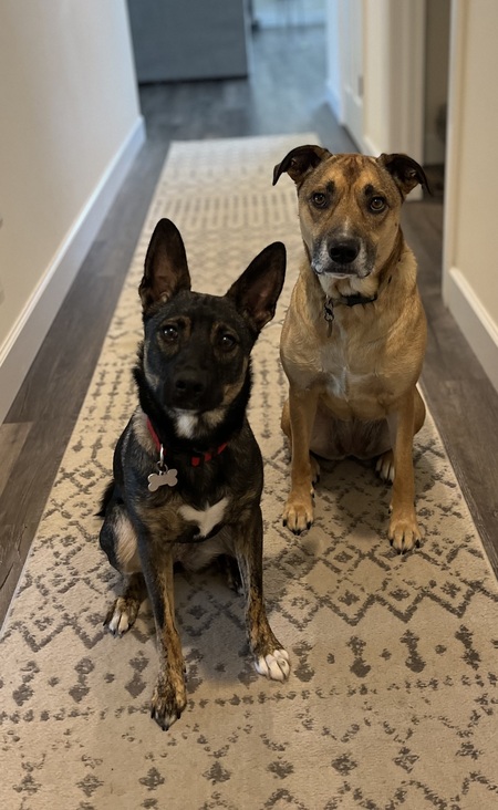 Biscuit & Lucy 