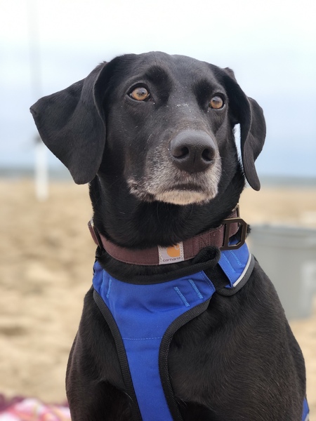 BELLA